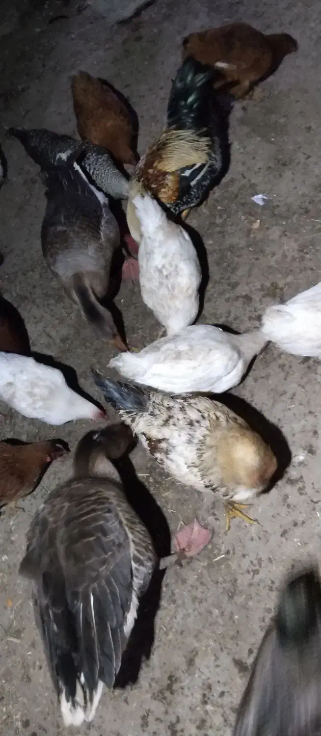 غاز|پرنده|زند, |دیوار