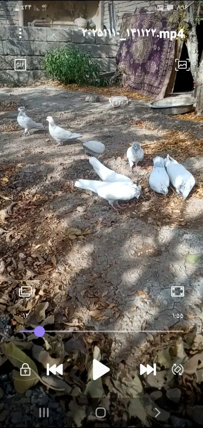 کبوتر ملقی کله ای کلاهی سو قدیم همه چیز تمام|پرنده|بافت, |دیوار