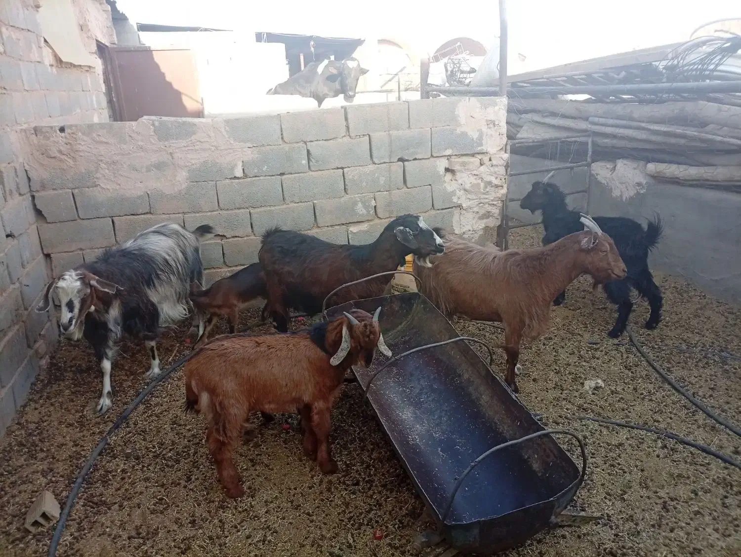 بره باکره بزابستن|حیوانات مزرعه|یزد, |دیوار