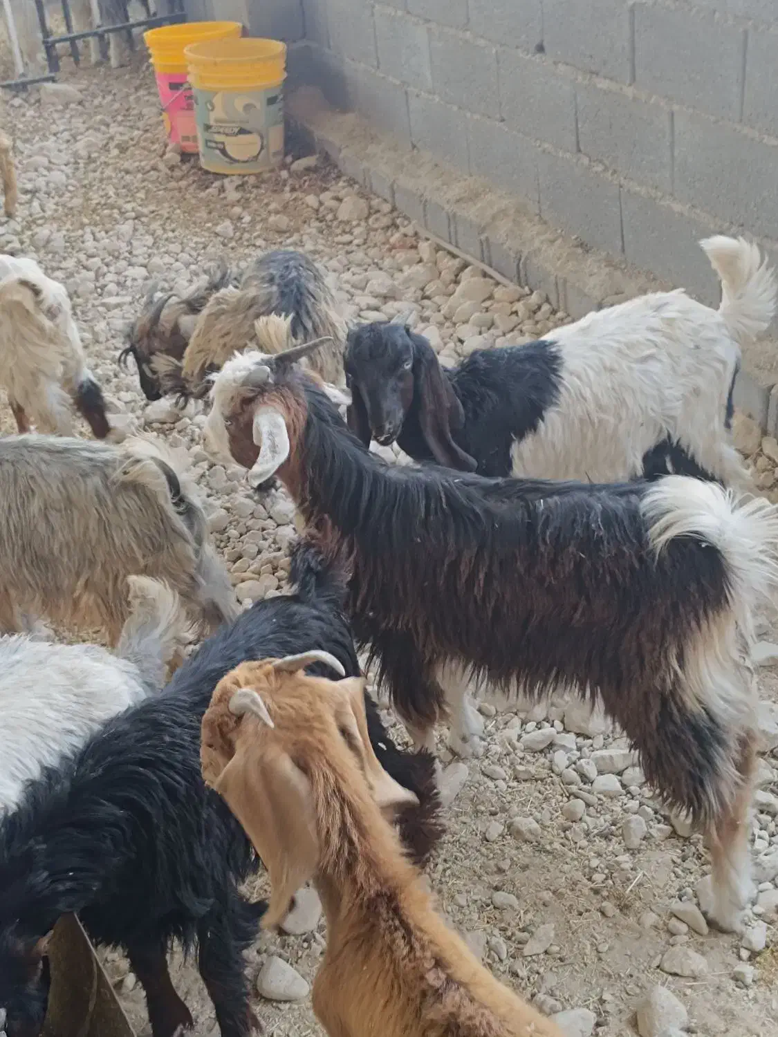 فروش۳۰راس کهره نر و ۲۰راس کهره ماده بنک بز،میش،بره|حیوانات مزرعه|بندر کنگان, |دیوار