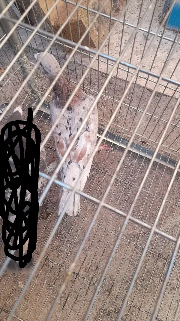 کبوتر|پرنده|قزوین, |دیوار