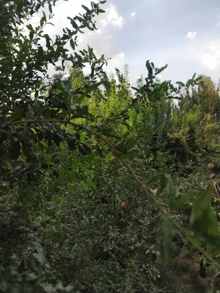 فروش باغ ویلا|فروش خانه و ویلا|تهران, شهرک ولیعصر شمالی|دیوار