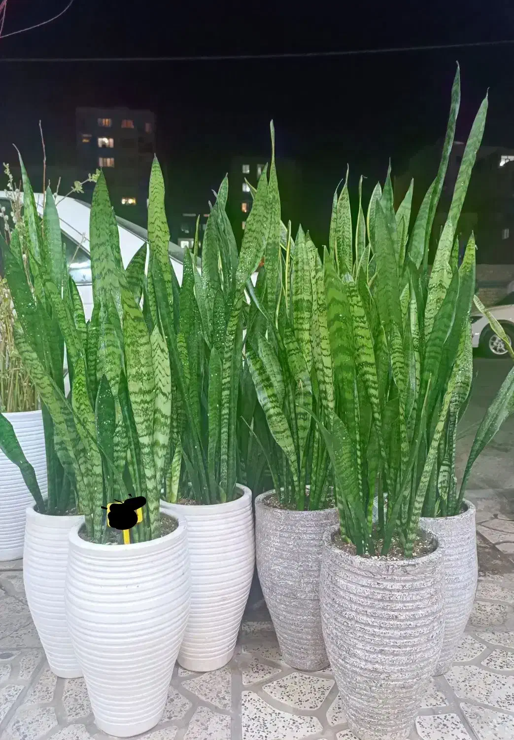 گل سانسوریا فقط تاآخر امشب|گل و گیاه طبیعی|کرج, گلشهر|دیوار