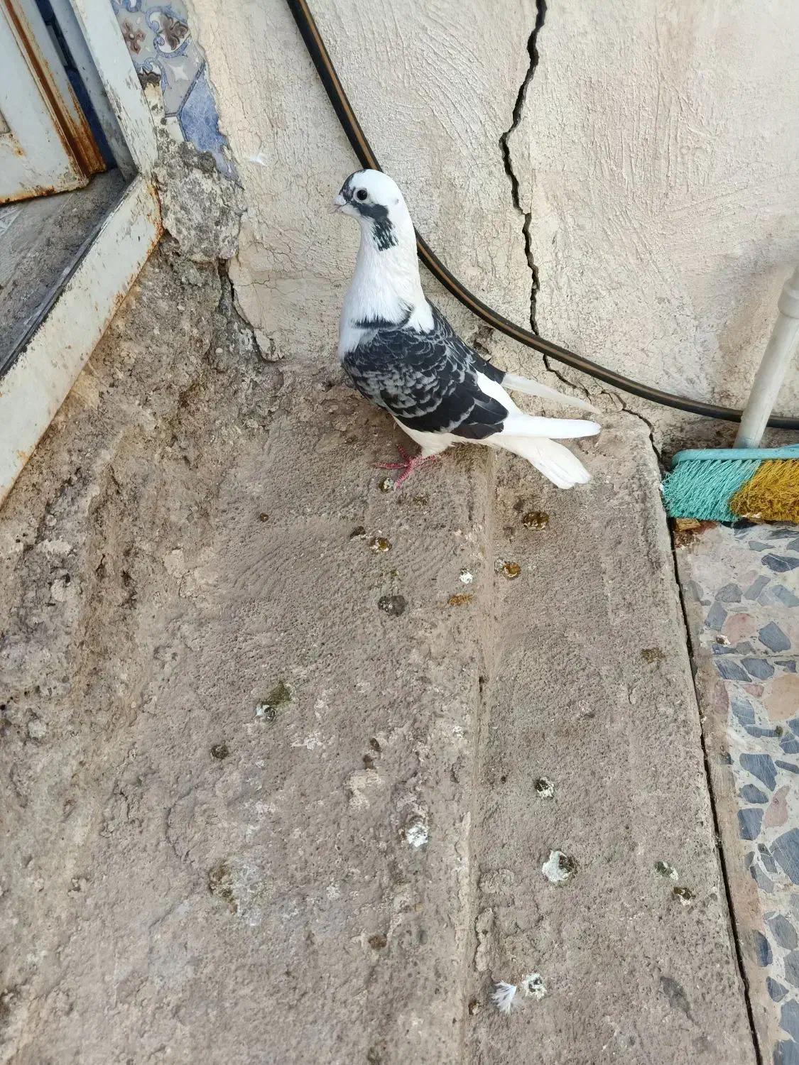 کبوتر دورگ|پرنده|مسجد سلیمان, |دیوار