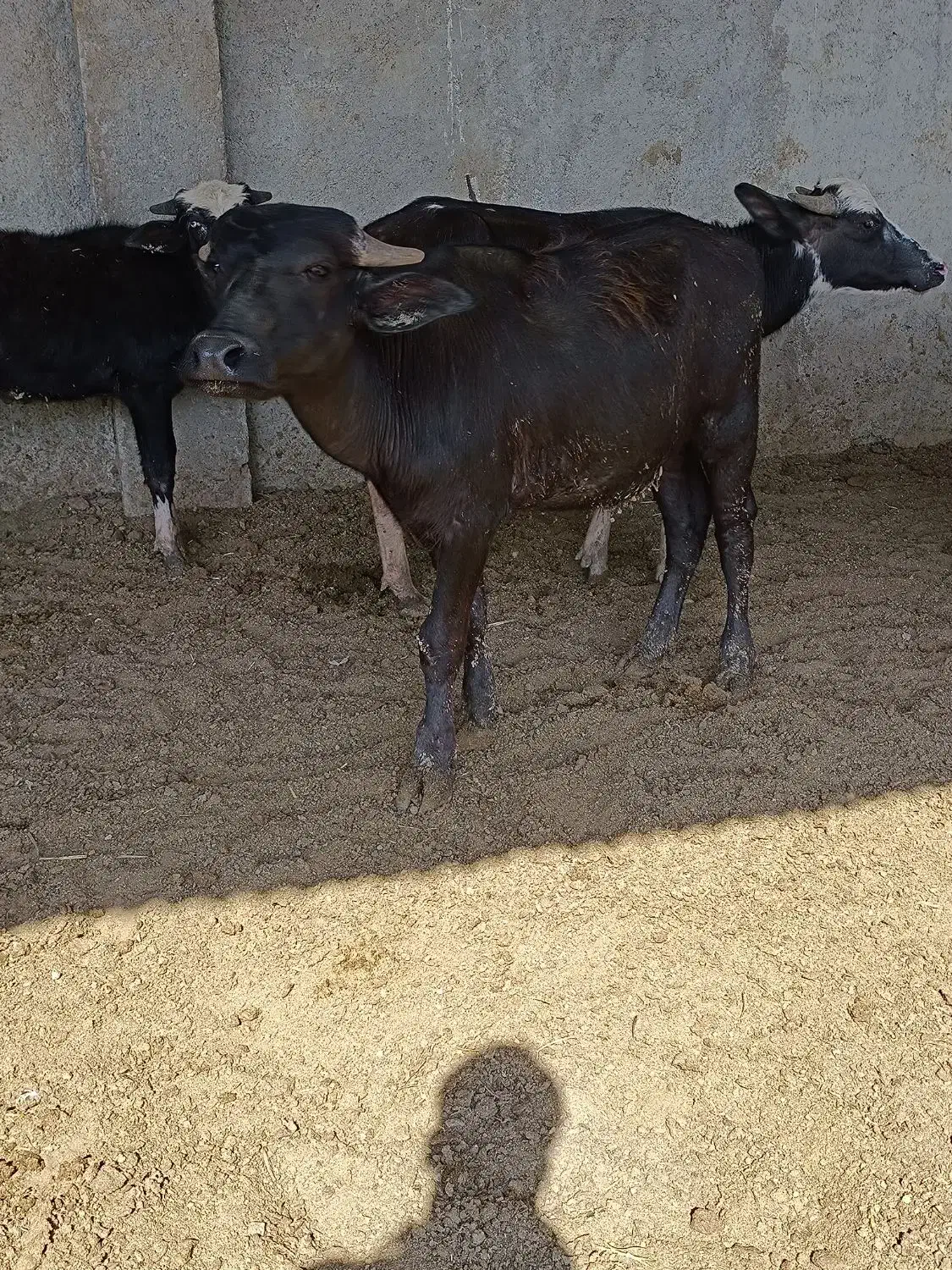 گوساله گاومیش اهوازی.گاو|حیوانات مزرعه|شیراز, نیستان|دیوار