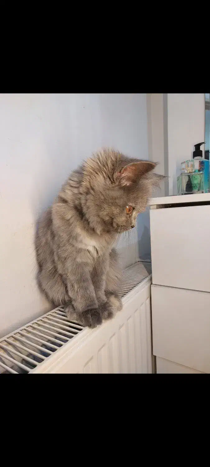 گربه بریتیش اسکاتیش بلو|گربه|تهران, توحید|دیوار