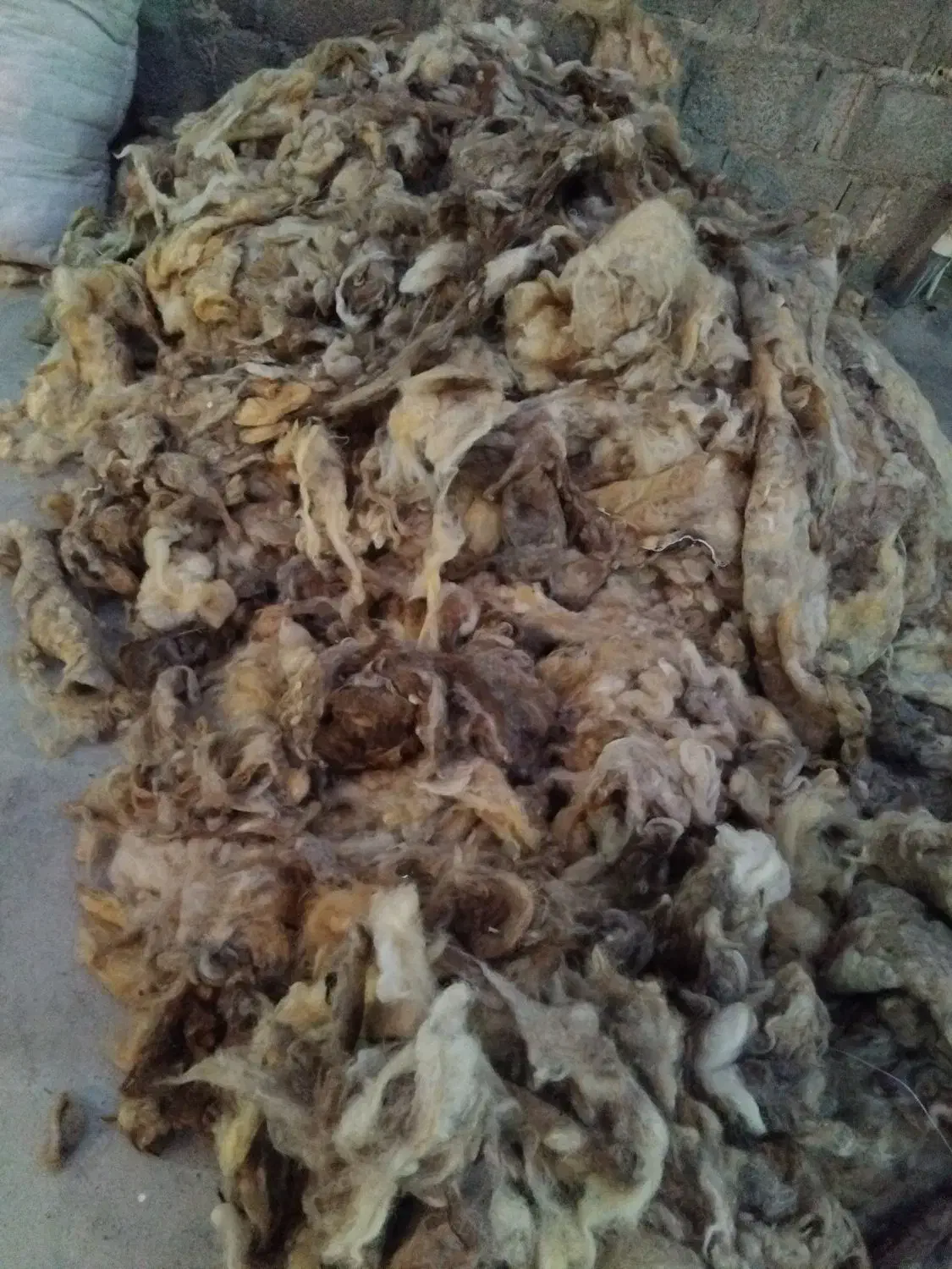 پشم گوسفندی تمیز وعالی|حیوانات مزرعه|خورموج, |دیوار