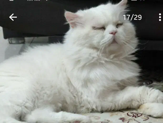 گمشده یک سال پیش|حیوانات|ملارد, |دیوار