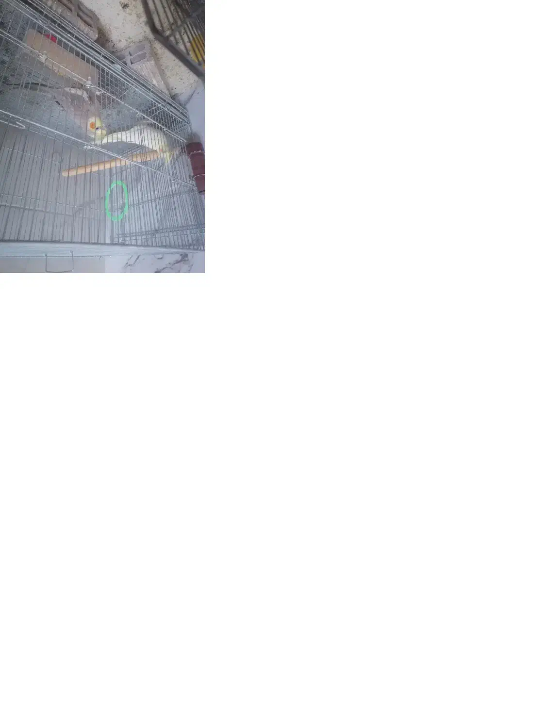 عروس هلندی|پرنده|مبارکه, |دیوار