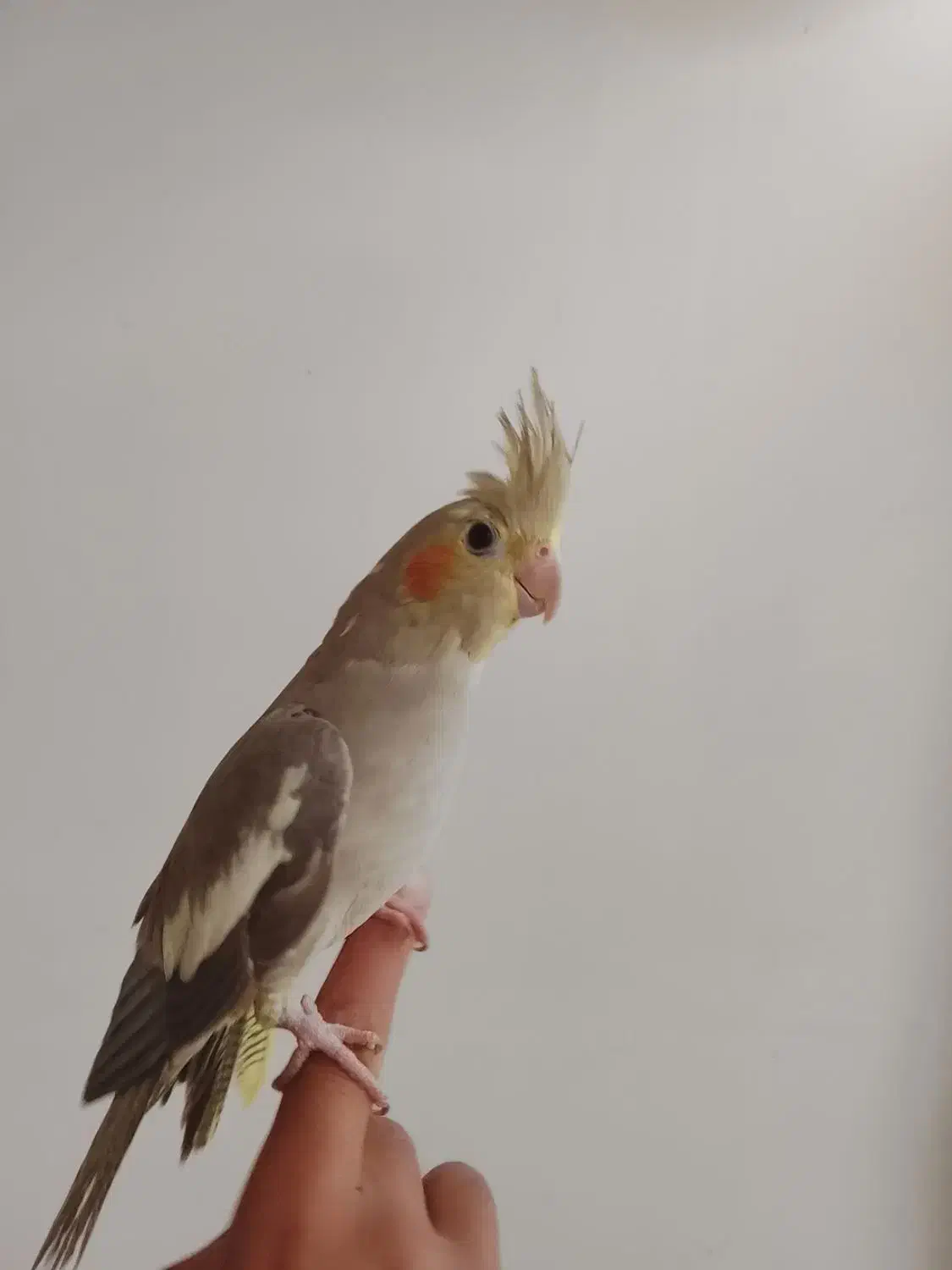 عروس هلندی|پرنده|فیروزه, |دیوار