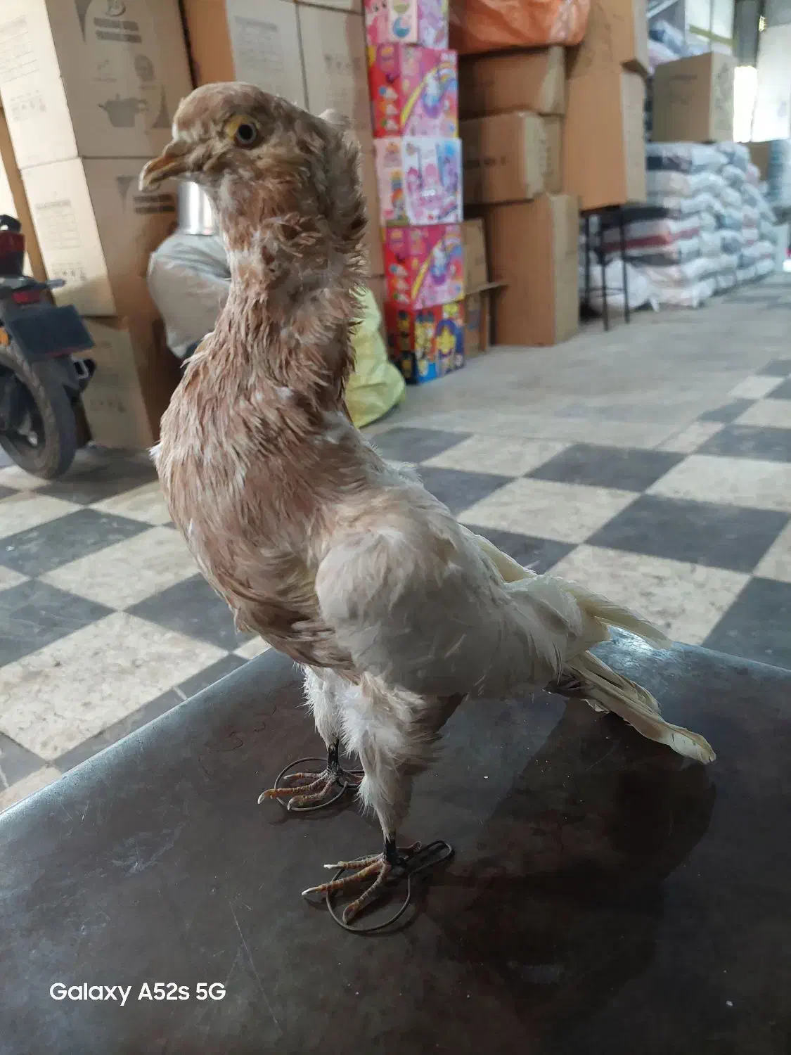 ماکت کبوتر|مجسمه، تندیس، ماکت|کرمانشاه, |دیوار