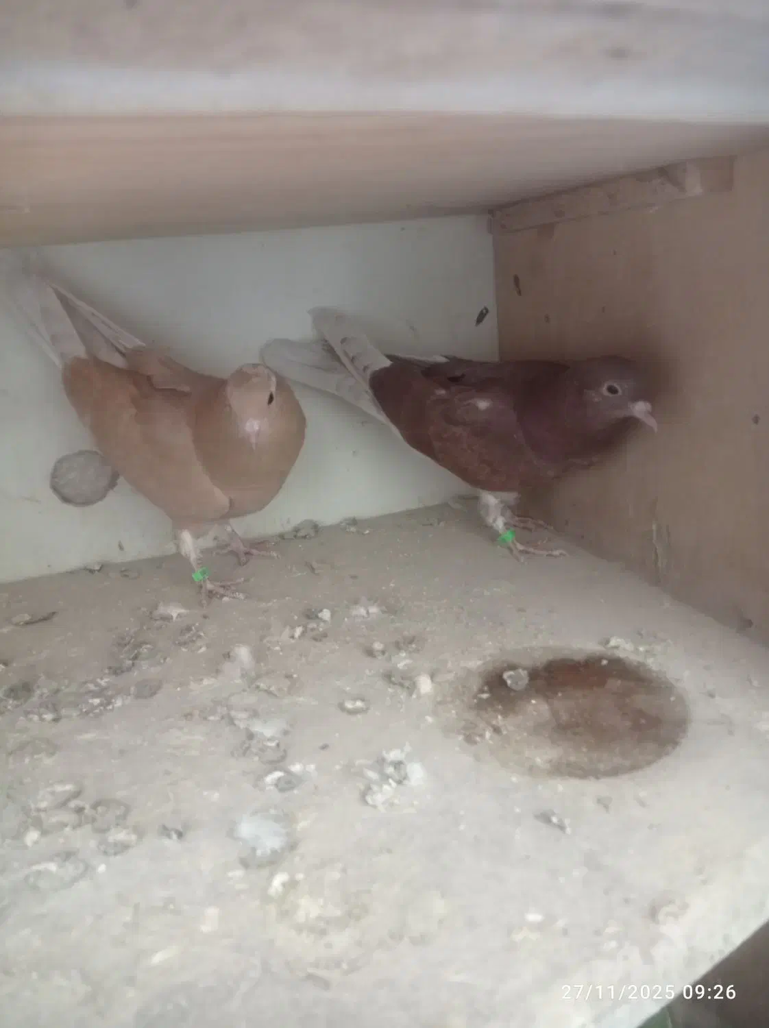 جوجه کبوتر|پرنده|محلات, |دیوار