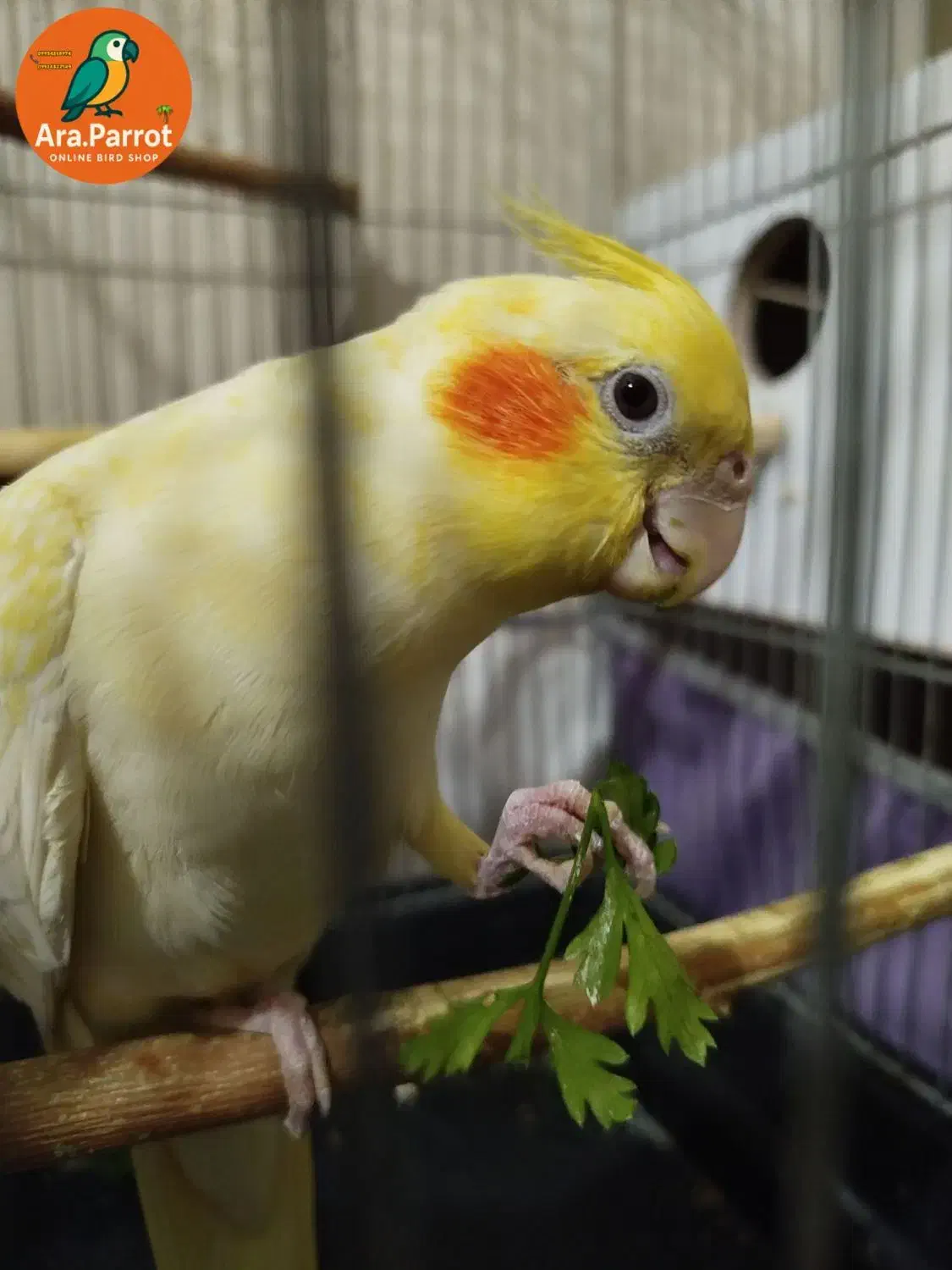 عروس هلندی مولد سخنگو|پرنده|بوکان, |دیوار