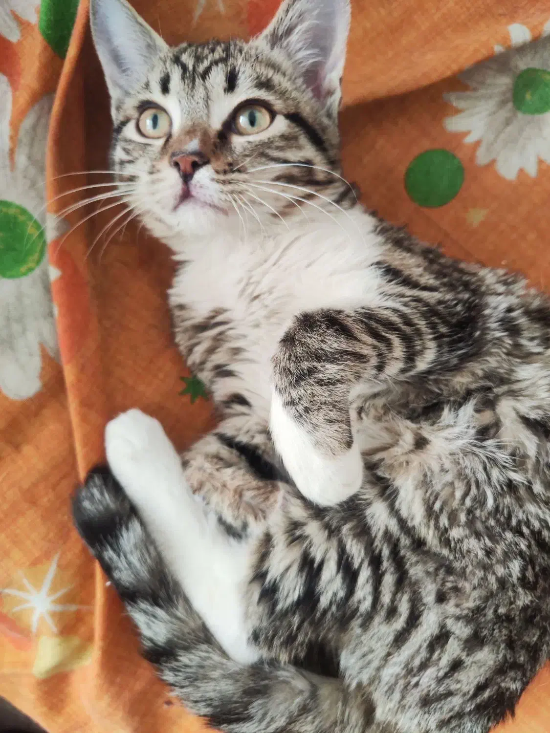 واگذاری گربه|گربه|زاهدان, |دیوار