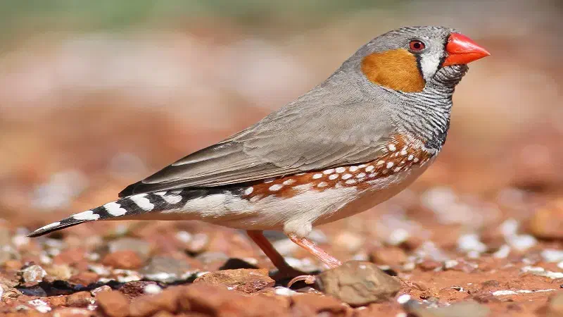 کفتر پیدا شده|پرنده|بروجن, |دیوار