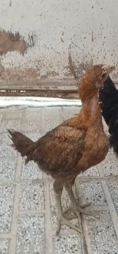 جوجه لاری|حیوانات مزرعه|تربت‌حیدریه, ده پائین|دیوار