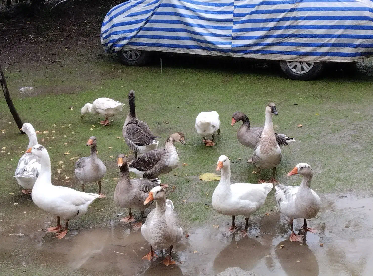 غاز امسالی|حیوانات مزرعه|اسالم, |دیوار