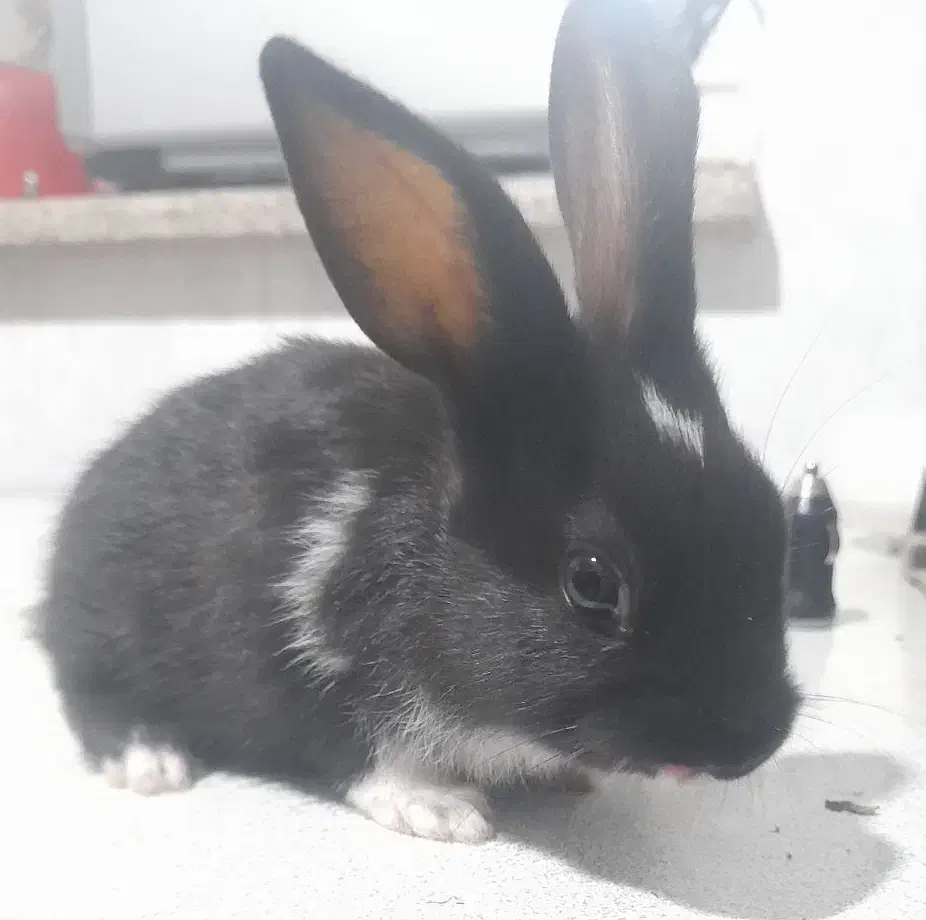 بچه خرگوش مشکی|موش و خرگوش|شیراز, فرگاز|دیوار