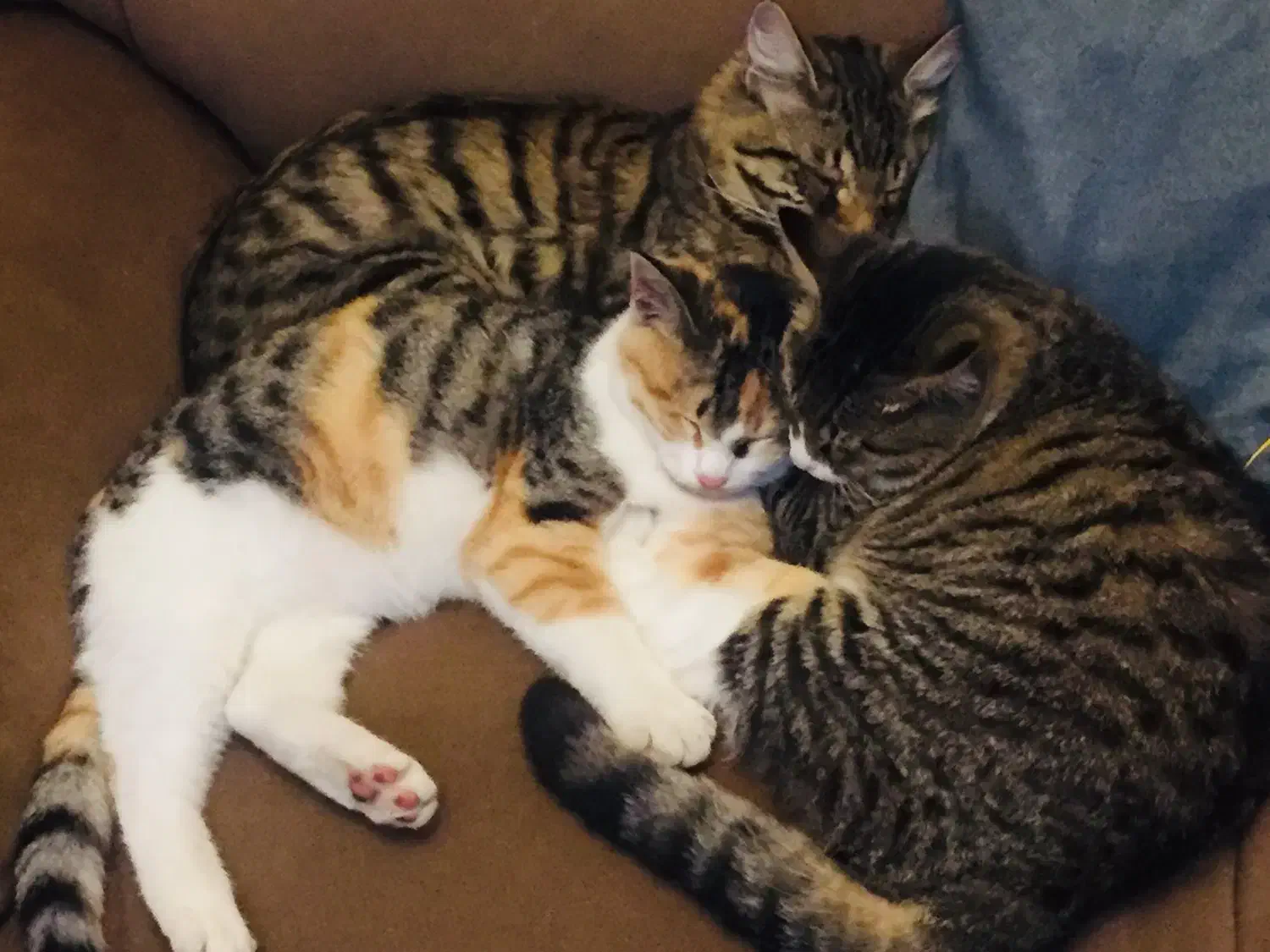 واگذاری گربه خانگی با تعهد|گربه|نوشهر, |دیوار