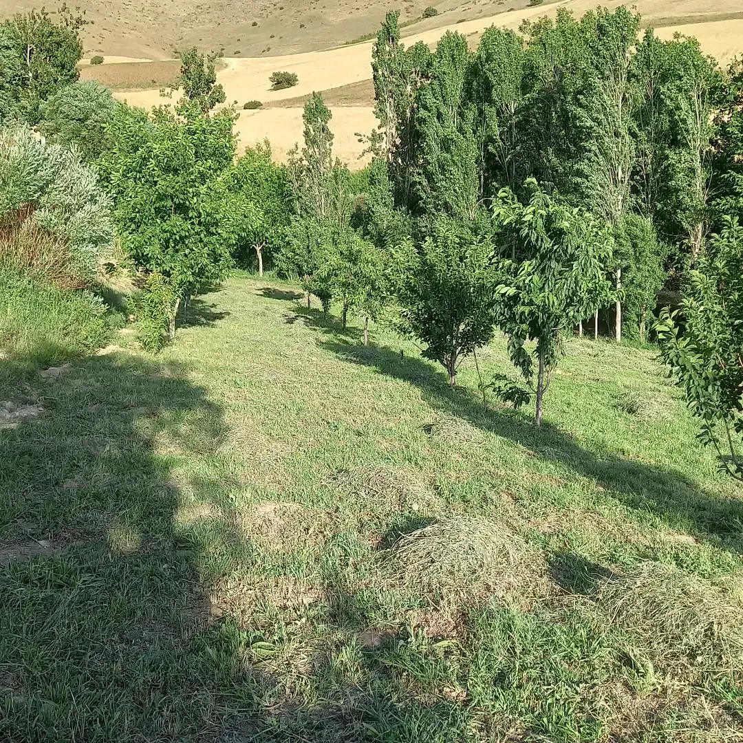 زمین کشاورزی|فروش زمین و ملک کلنگی|سقز, |دیوار