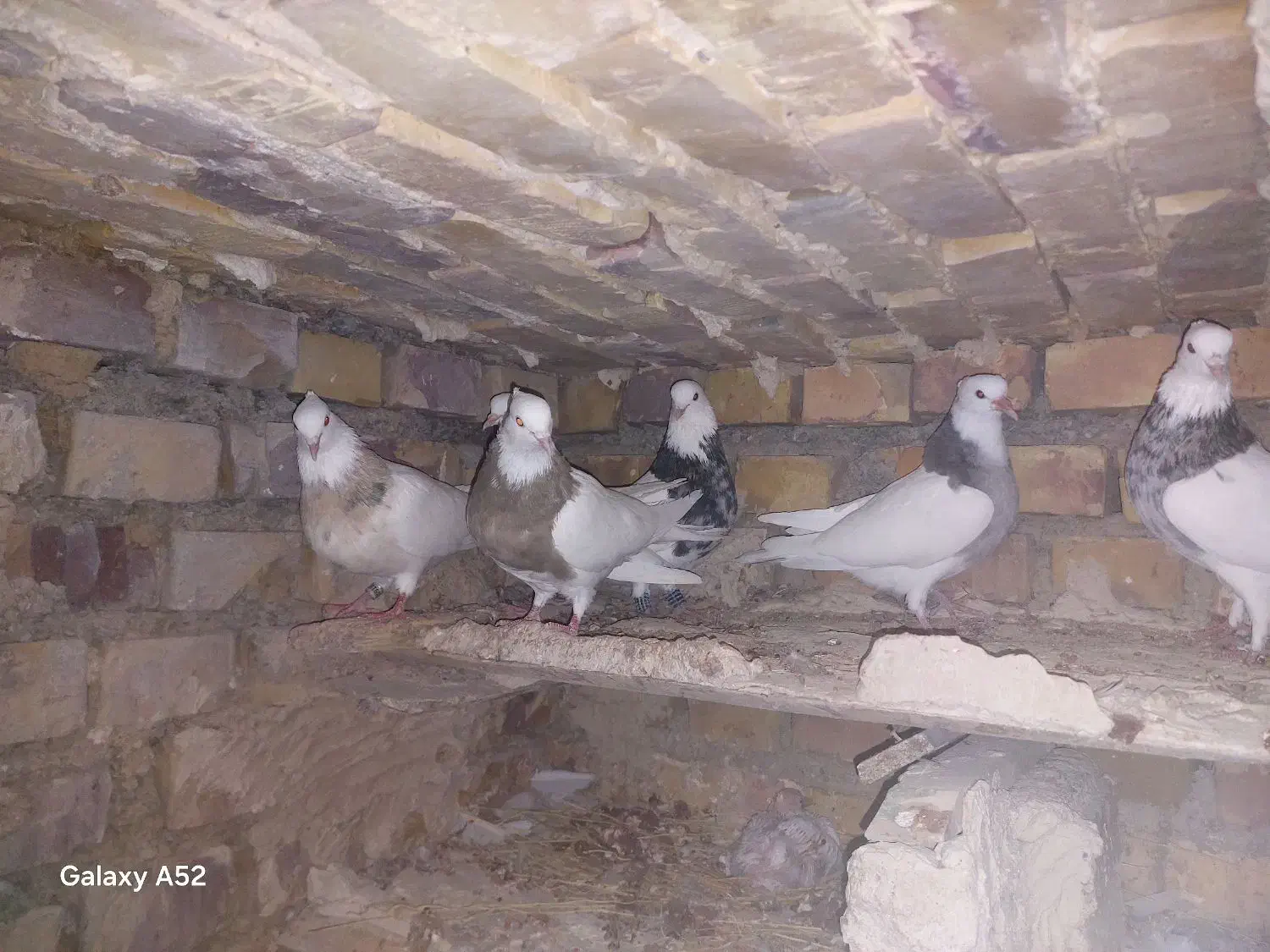 چند جفت توقی اس|حیوانات|آشخانه, |دیوار