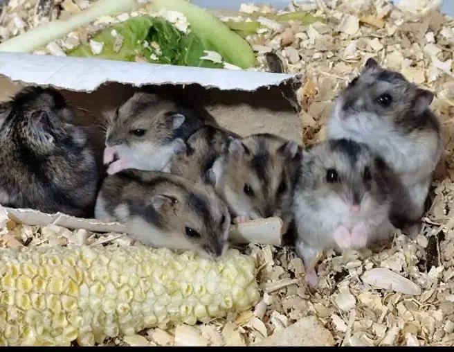 همستر سنجابی|موش و خرگوش|مسجد سلیمان, |دیوار