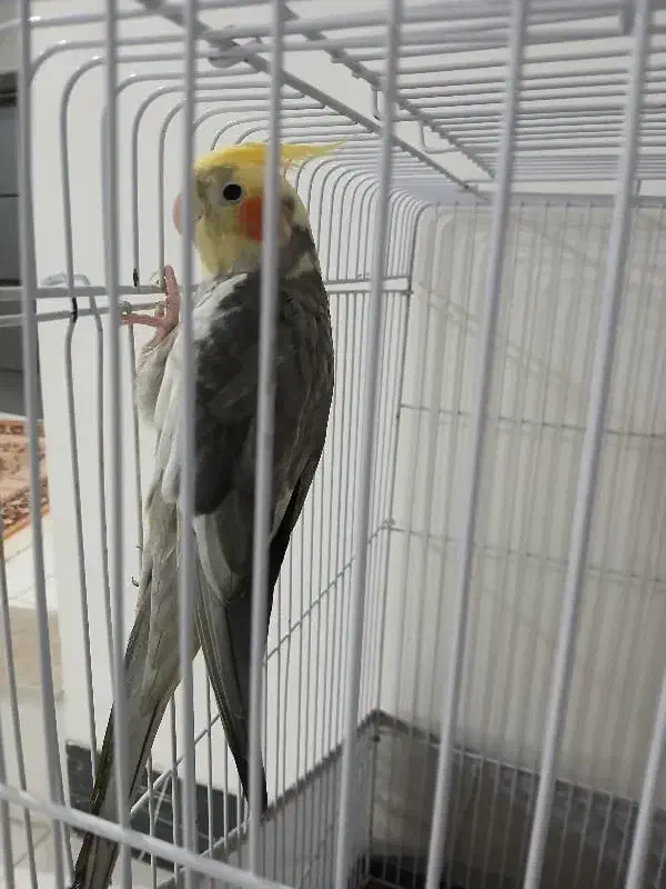 عروس هلندی جفت|پرنده|ساری, |دیوار