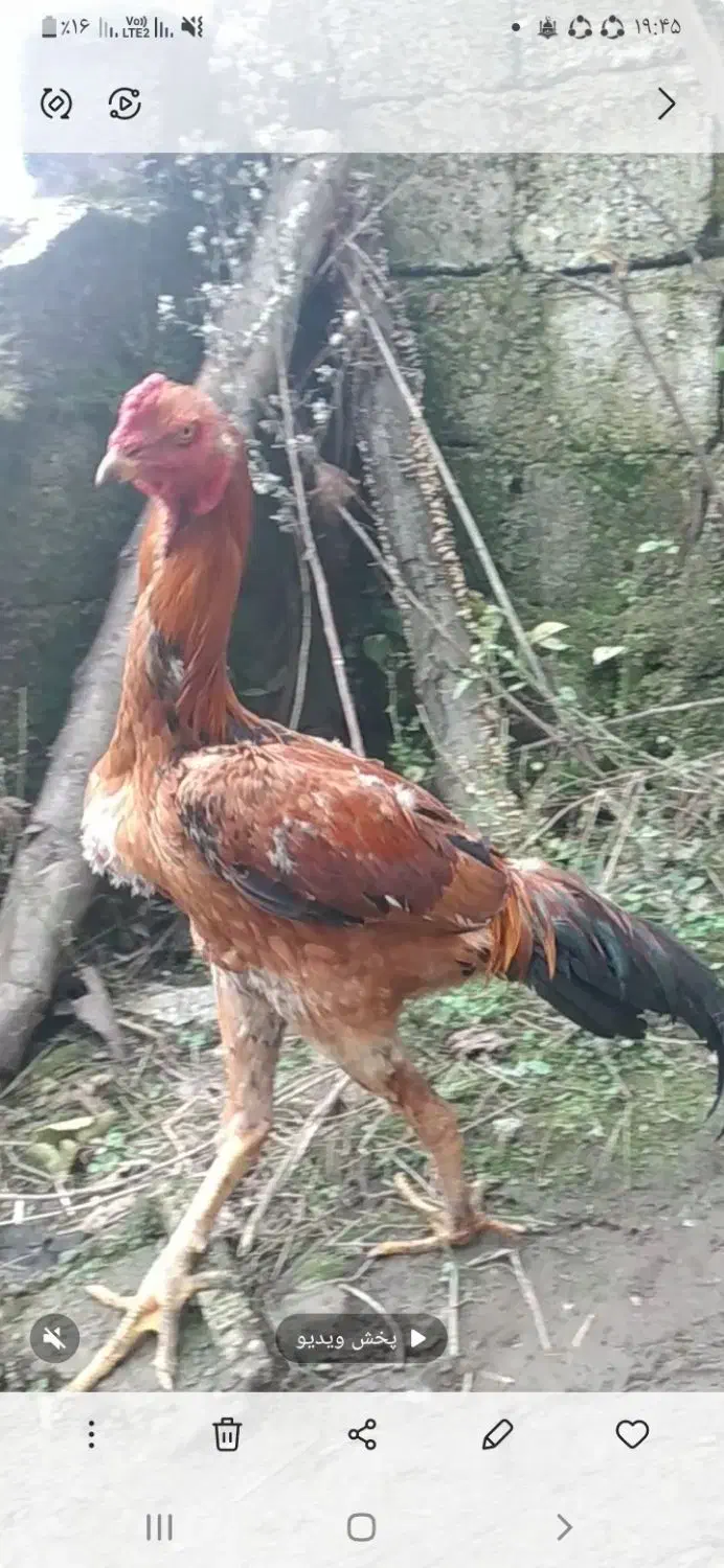 خروس لاری|حیوانات مزرعه|رضوانشهر, |دیوار