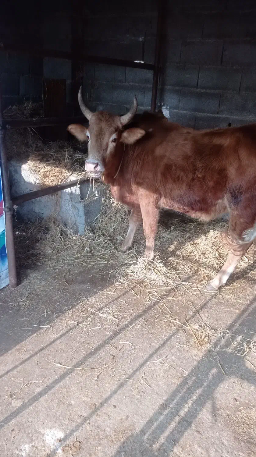 ورزا|حیوانات مزرعه|خمام, |دیوار