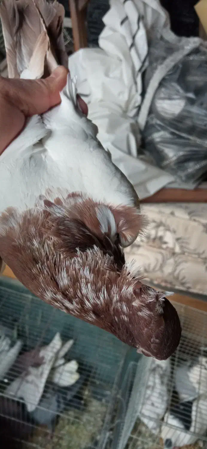 کفتر|پرنده|قم, بکایی|دیوار