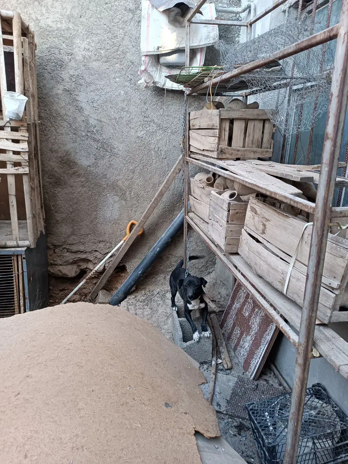 سگ پاکوتاه|سگ|صحنه, |دیوار