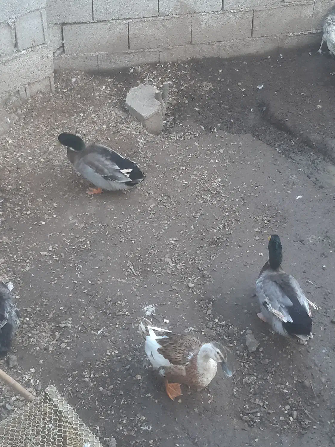 اوردک محلی|حیوانات مزرعه|لولمان, |دیوار