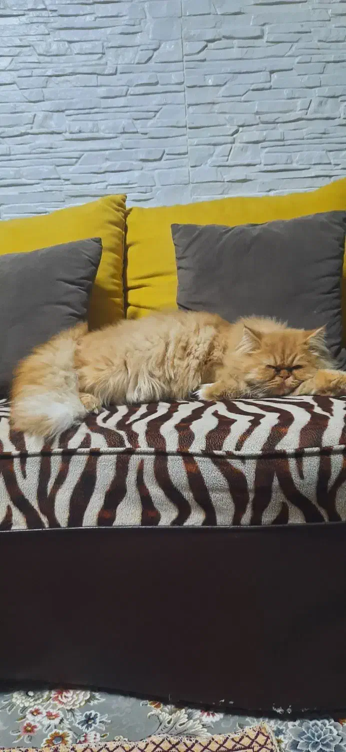 پرشین|گربه|بجنورد, |دیوار