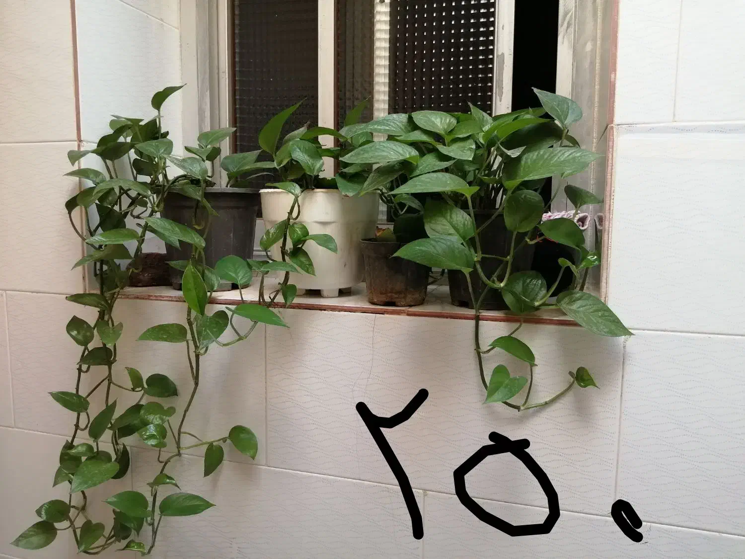 گل و گیاه|گل و گیاه طبیعی|سبزوار, جنت|دیوار