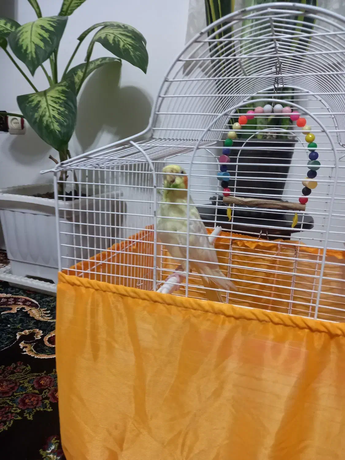 فروش عروس هلندی|پرنده|املش, |دیوار