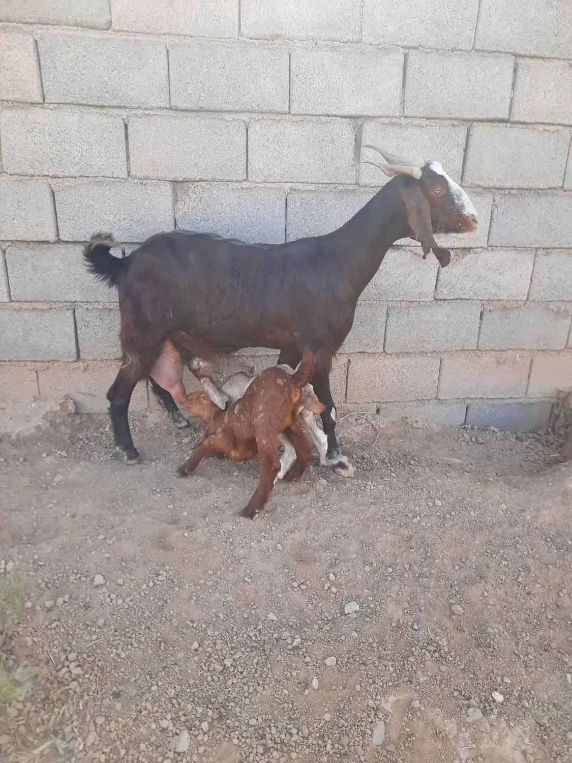 بز..|حیوانات مزرعه|فردوس (خراسان), |دیوار