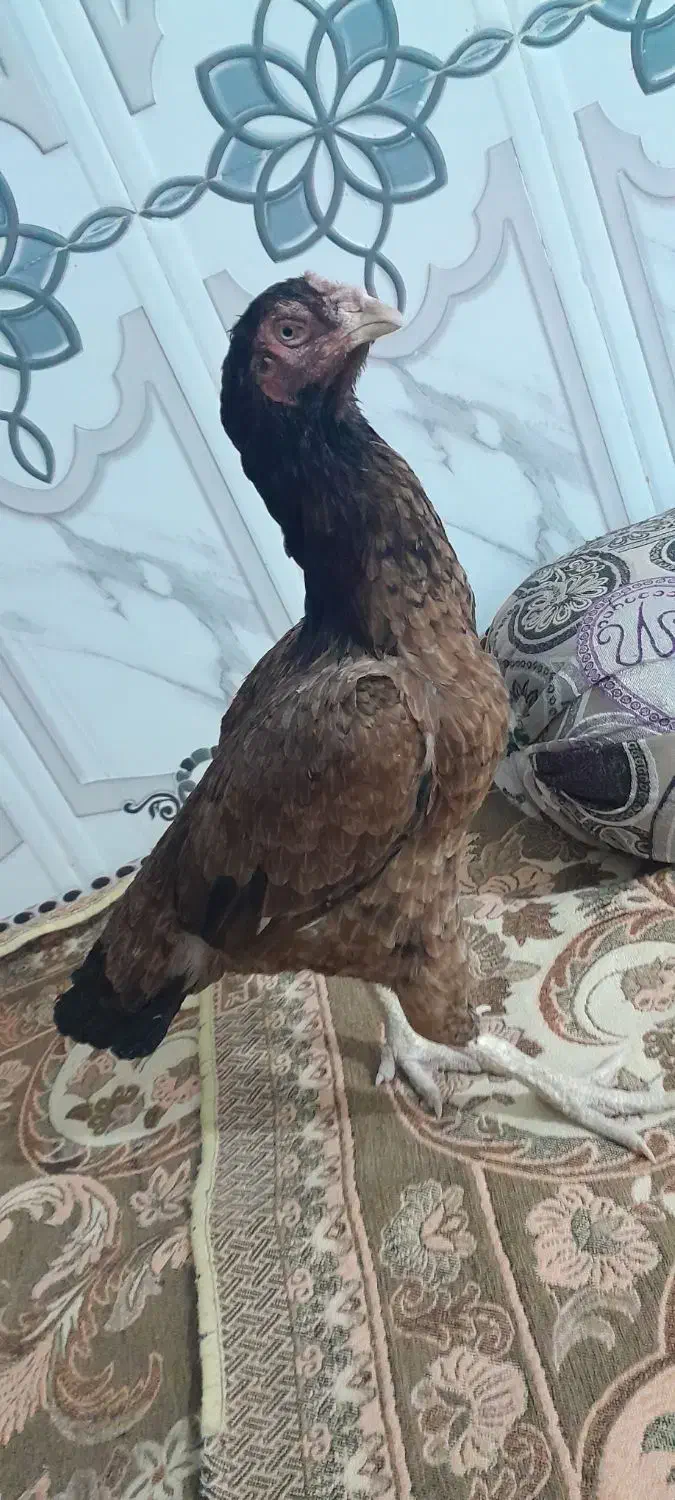 مرغ فروشی|حیوانات مزرعه|سراوان, |دیوار