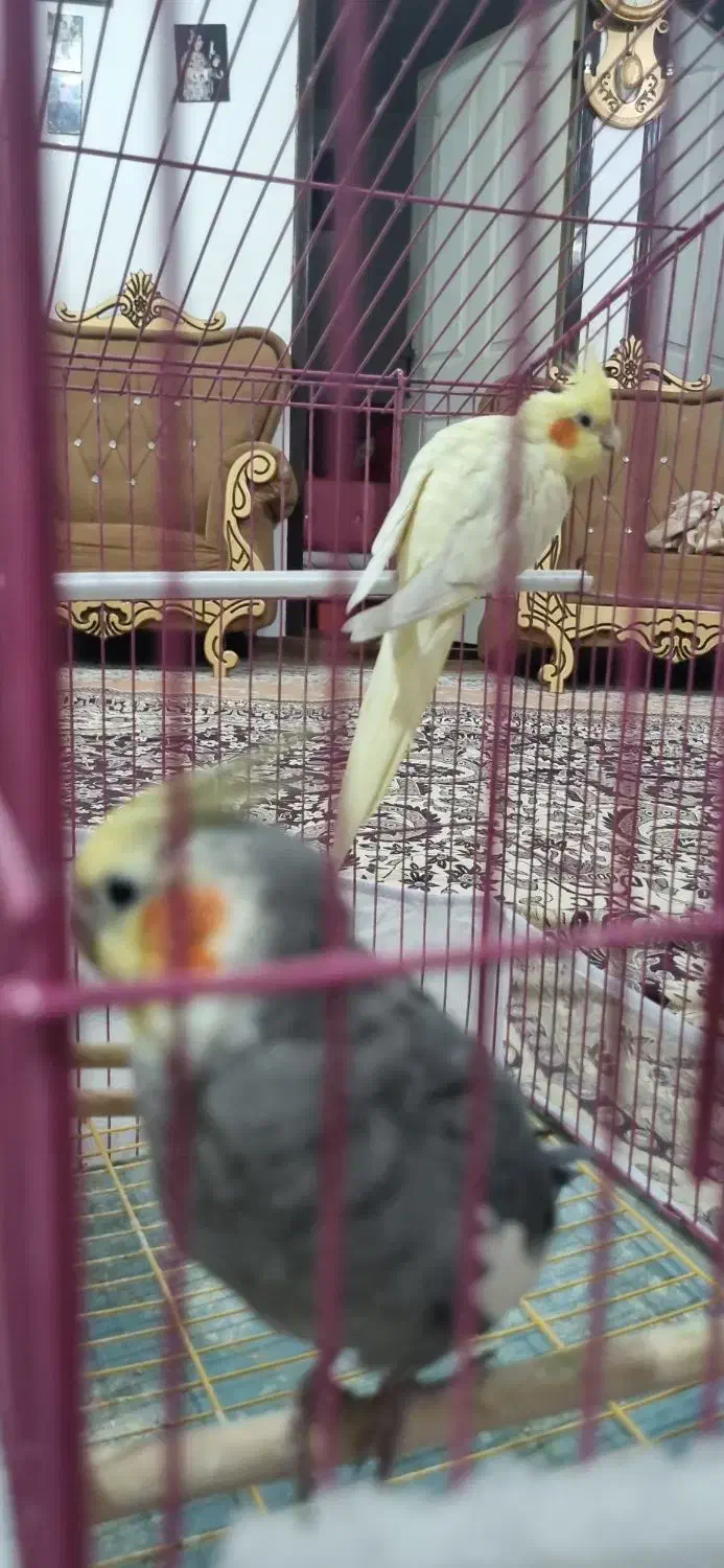 عروس هلندی نر و ماده|پرنده|میاندوآب, |دیوار