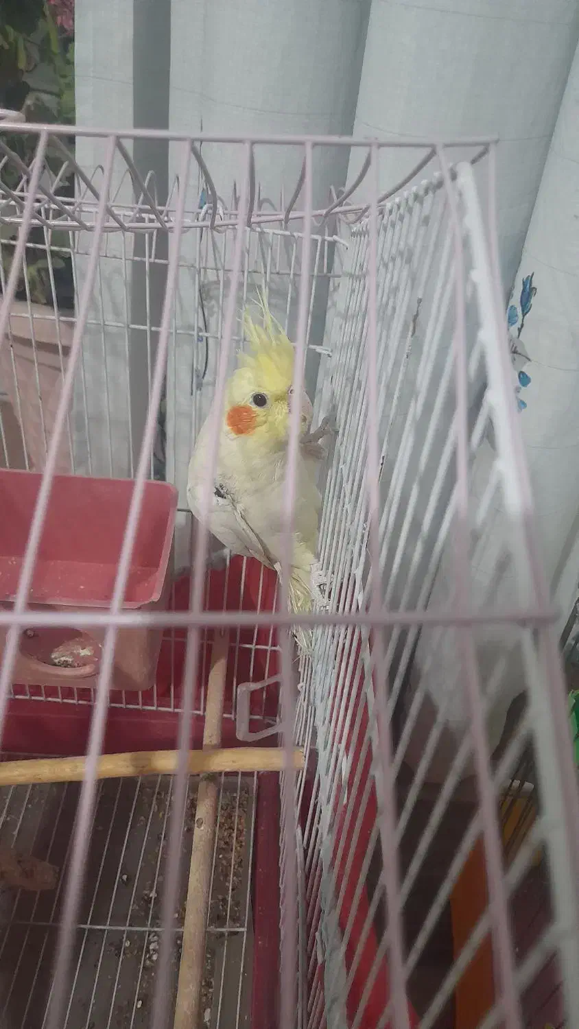 عروس هلندی جوان|پرنده|فلاورجان, |دیوار