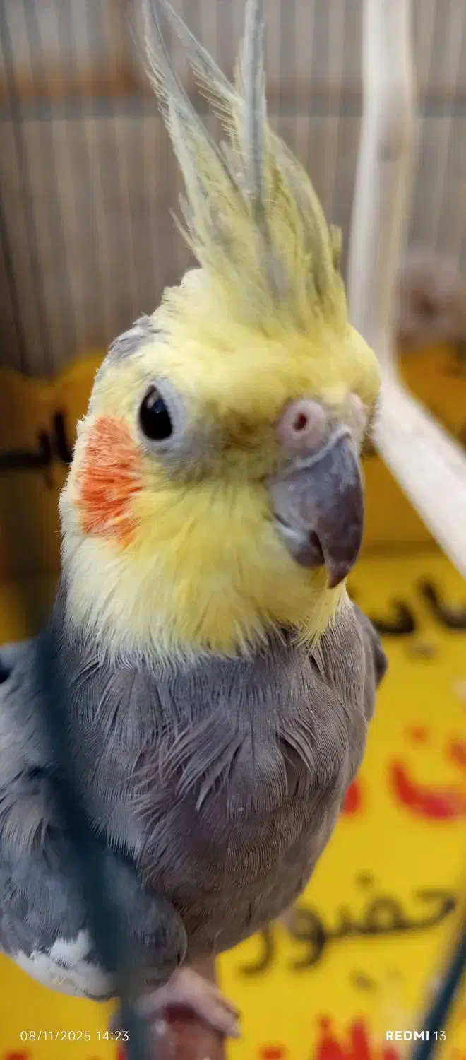 عروس هلندی نر سینامون سخنگو مولد دستی|پرنده|کوهدشت, |دیوار