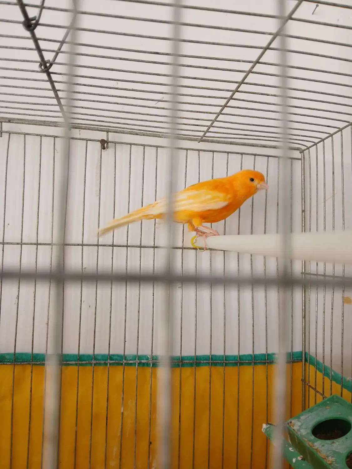 قناری نر پرتقالی|پرنده|مرودشت, بیست متری بیمارستان|دیوار