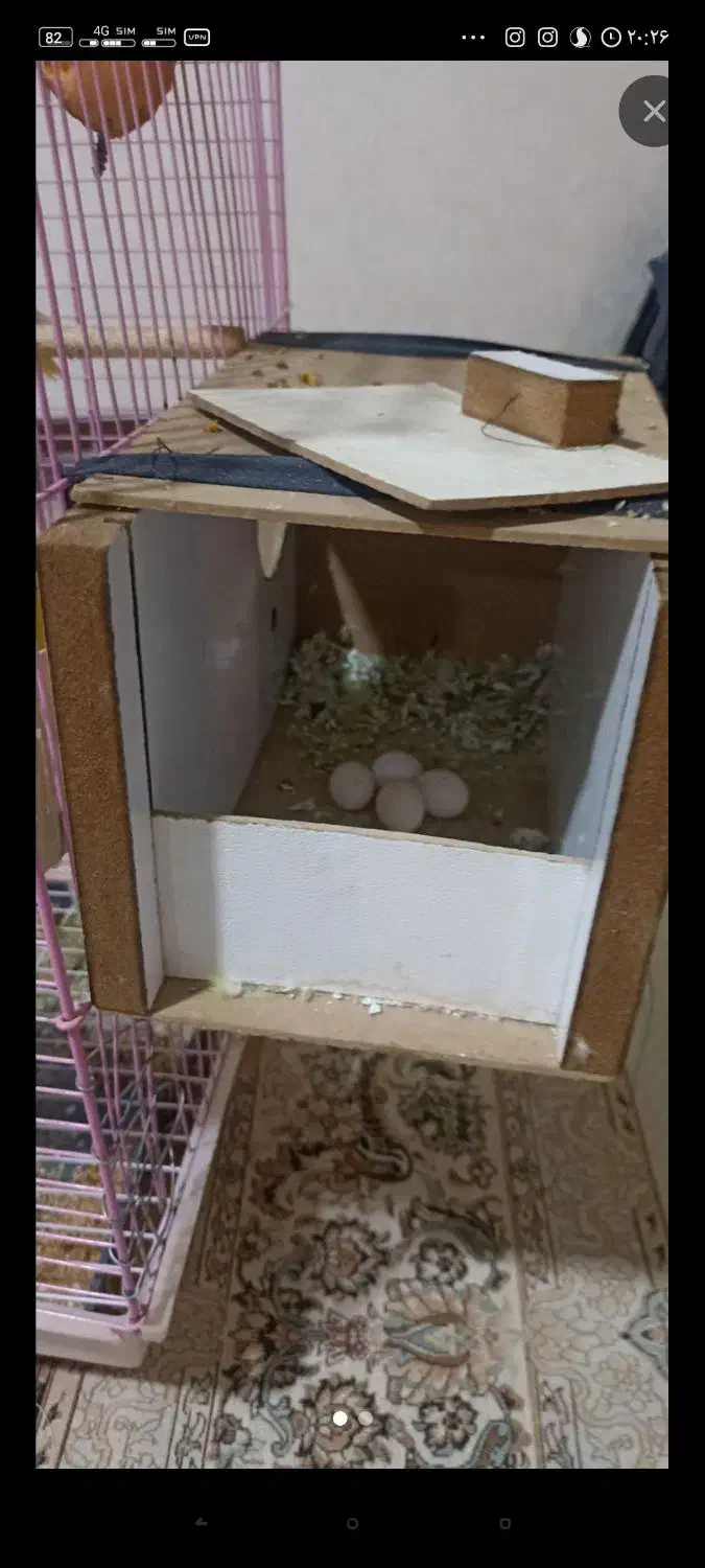 قفس پرنده|لوازم جانبی حیوانات|رباط‌کریم, رباط‌کریم|دیوار