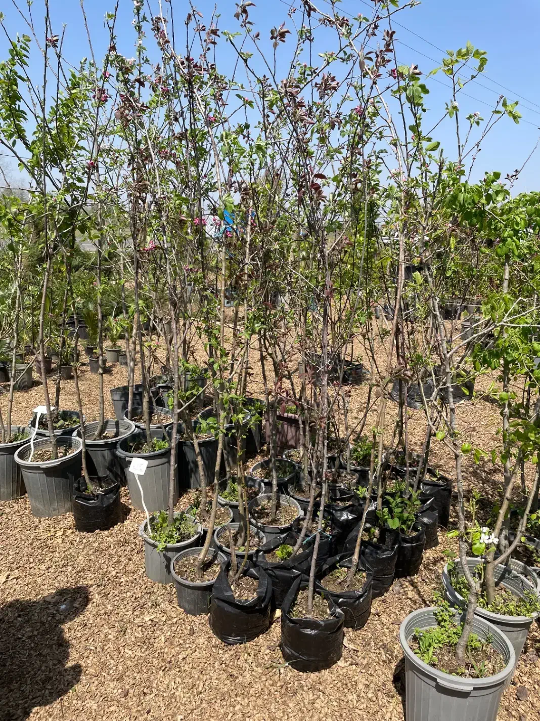 نهال فروشی مهندس آرمین میاندواب|خدمات باغبانی و درختکاری|کرج, فاز ۴ مهرشهر|دیوار