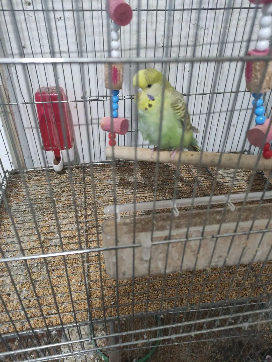 مرغ عشق انگلیسی|پرنده|رشت, باهنر|دیوار