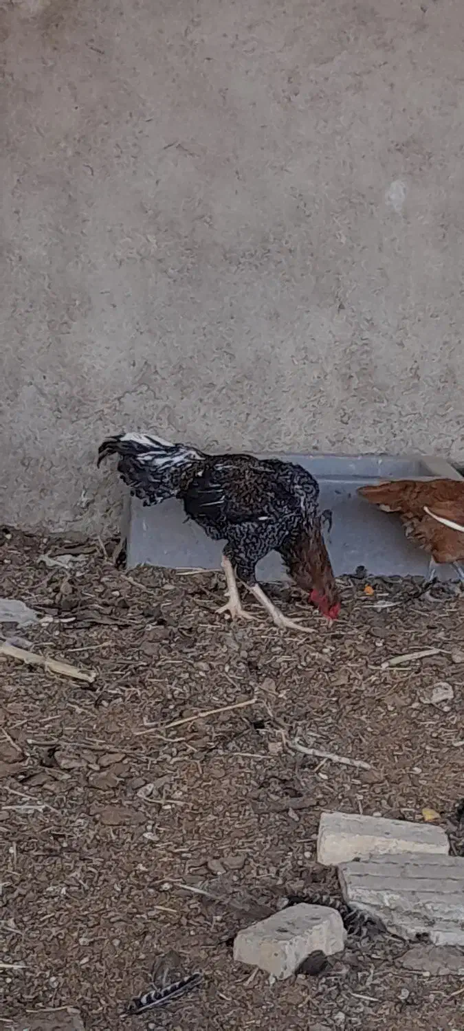 خروس لاری|حیوانات مزرعه|پیشوا, |دیوار