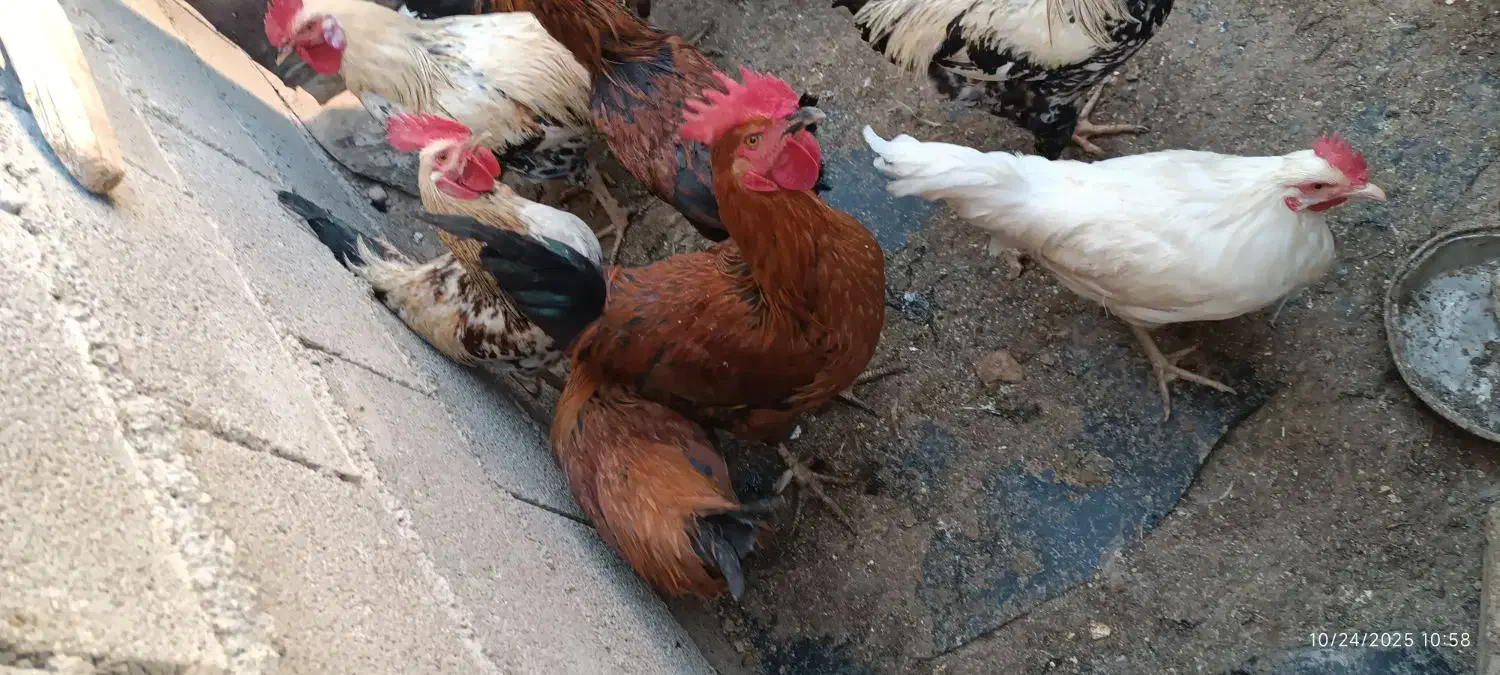 خروس بزرگ|حیوانات مزرعه|گوآور, |دیوار