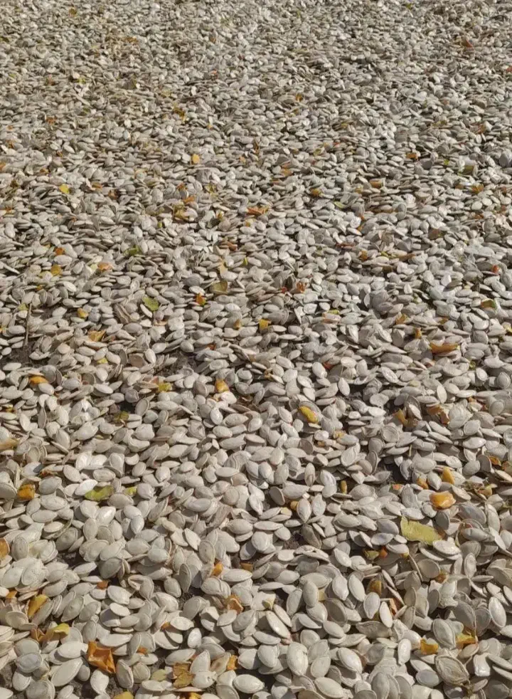 تخمه کدو تو پر|خوردنی و آشامیدنی|سراب, |دیوار