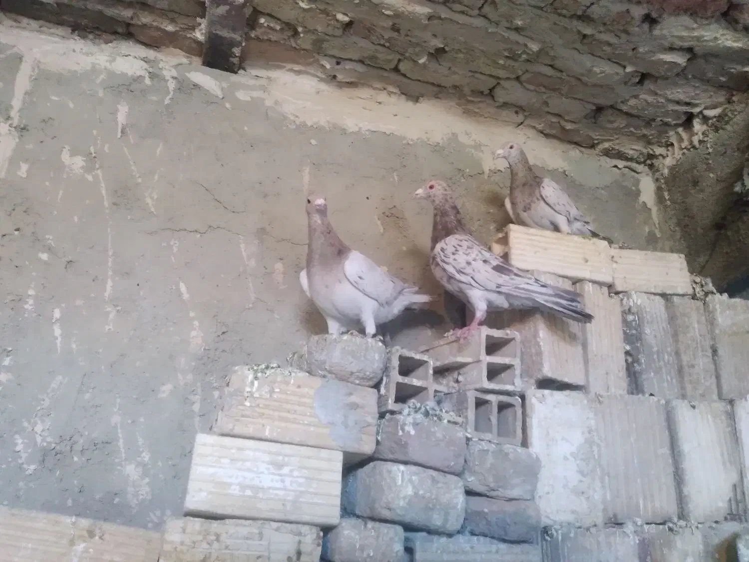 کبوتر|حیوانات|همدان, |دیوار