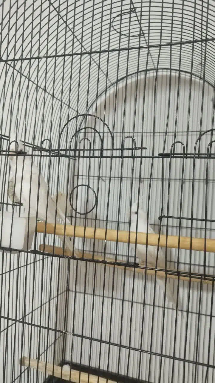 جفت عروس هلندی مولد،آلبینو،دوکت،ایزابلا،لوتینو|پرنده|ری, دیلمان|دیوار