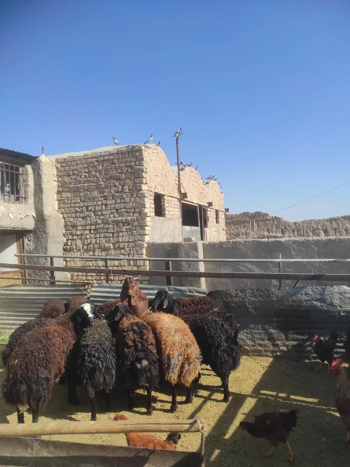 فروش کبوتر مسافتی|پرنده|ساوه, |دیوار